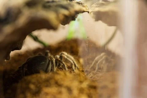 Mexican Red Knee Tarantula Juvenile Size Spider Stock Photos