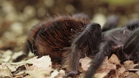 Mexican red rump or black velvet tarantula (Brachypelma vagans) Stock Footage 77549448
