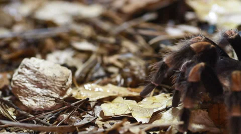 Mexican Redknee Tarantula Stock Footage 38393031