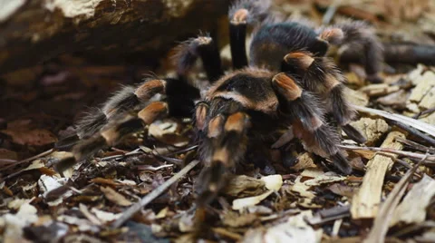 Mexican Redknee Tarantula Stock Footage 38394874