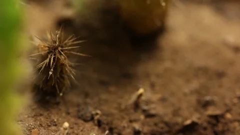 Mexican scorpion eating a silverfish Stock Footage 97929852