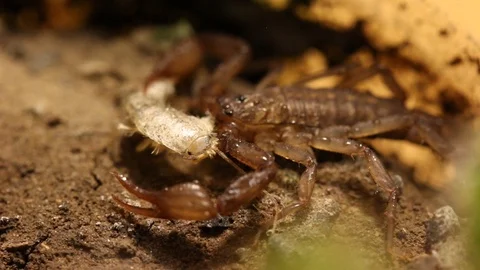 Mexican scorpion eating a silverfish Stock Footage 97929864