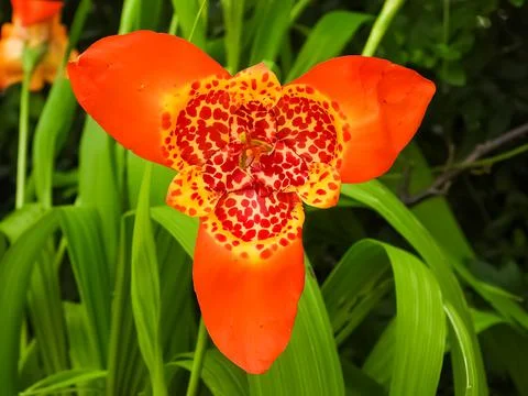 Mexican shell flower Stock Photos