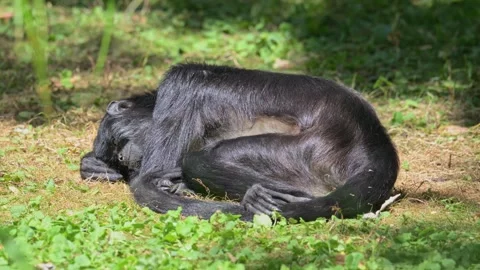 Mexican spider monkey (Ateles geoffroyi vellerosus) resting on the ground Stock Footage 337404917