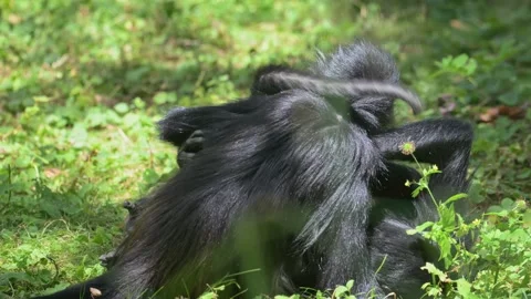 Mexican spider monkey (Ateles geoffroyi vellerosus) play fighting on the ground 動画素材 337880640