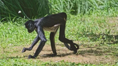 Mexican spider monkey (Ateles geoffroyi vellerosus) searching for food in v.. 動画素材 339078766