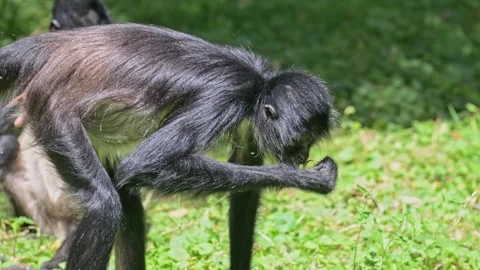 Mexican spider monkey (Ateles geoffroyi vellerosus) searching for food in v.. Vídeos de archivo 340334856