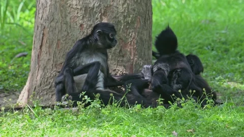 Mexican spider monkey (Ateles geoffroyi vellerosus) family resting under a tr Stock Footage 341324980