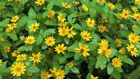 Mexican sunflower Stock Footage 170635839