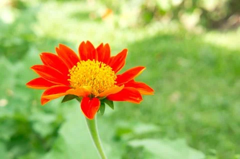 Mexican sunflower Stock Photos