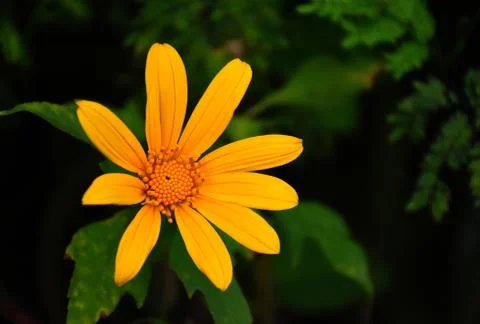 Mexican sunflower Stock Photos