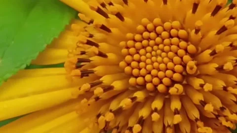 Mexican sunflowers blooming at the forest, Tree marigold, Mexican tournesol b Stock Footage 142633294