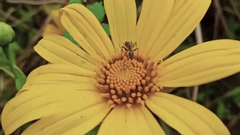 Mexican sunflowers blooming at the forest, Tree marigold, Mexican tournesol b Stock Footage 142633348