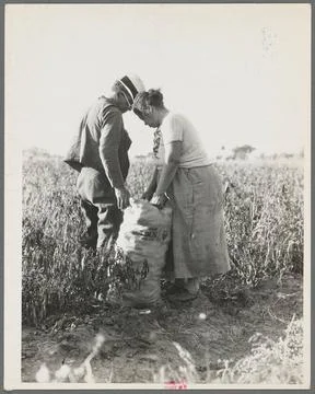 Mexican townfolk sacking peppers near Stockton, California. 1936. Photogra... Stock Photos