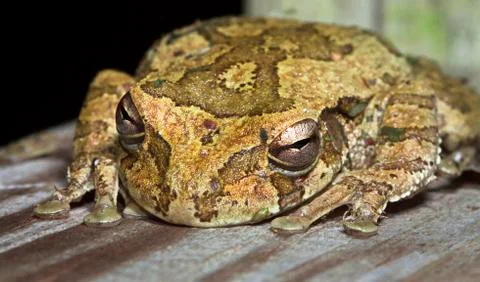 Mexican treefrog in Belize Stock Photos