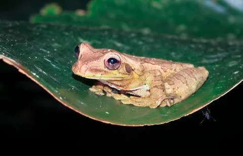 Mexican treefrog on a leaf at night in Costa Rica Stock Photos