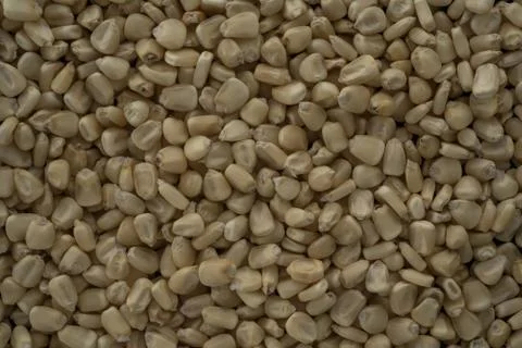 Mexican White Corn macro close up, Stock Photos