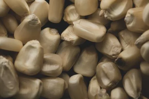 Mexican White Corn macro close up, Stock Photos