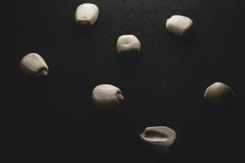 Mexican White Corn macro close up, Stock Photos