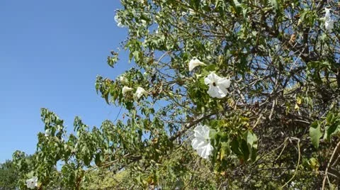 Mexican white flowers on tree Stock-Footage 10734643