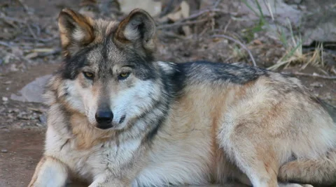 Mexican Wolf Close Up Stock Footage 1033922