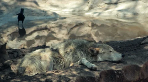 Mexican wolf Stock Footage 26772751