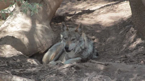 Mexican Wolf Stock Footage 26870965