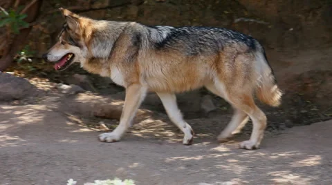 Mexican Wolf Habitat | Stock Video | Pond5