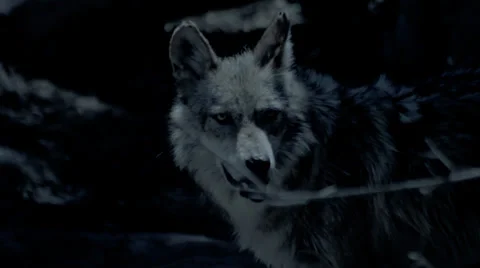 Mexican Wolf medium shot Stock Footage 26861340