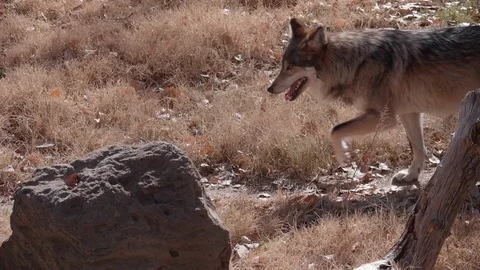 Mexican Wolf Running Slow Motion Video stock 86207374