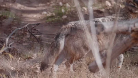 Mexican Wolf Running in the Woods Stock Footage 86207840