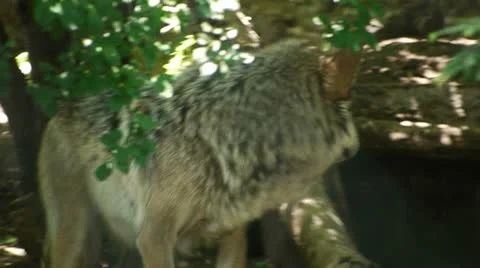 Mexican Wolf in a Zoo Video stock 11439138