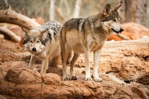 Mexican Wolves Foto stock