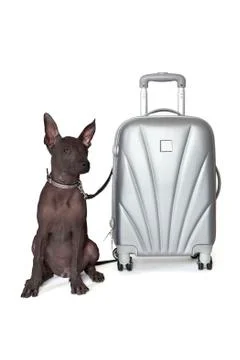 Mexican xoloitzcuintle with the suitcase Foto stock