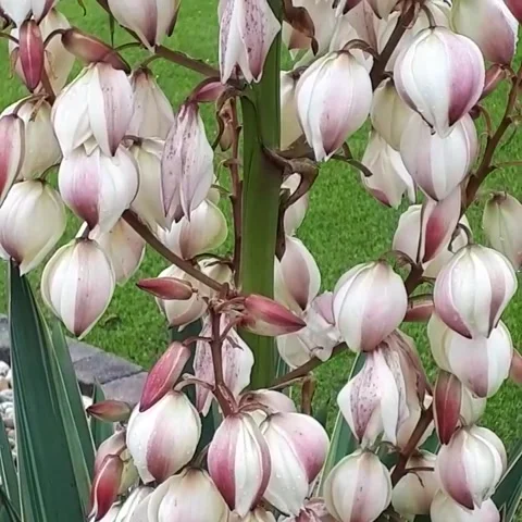 Mexican Yucca Stock Footage 171412211