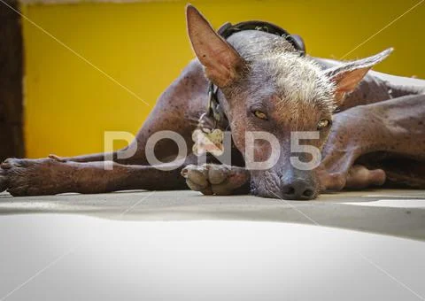MexicanHairlessDog Stock Photos