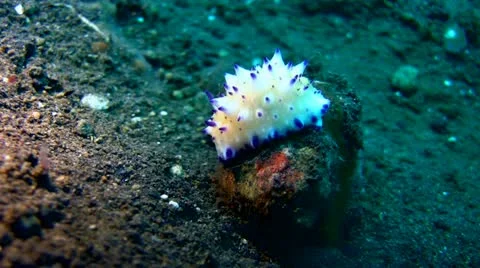 Mexichromis multituberculata Stock Footage 12384719