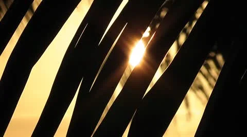 MEXICO-002 SUN THRU PALM LEAVES Stock Footage 10607242