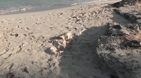 MEXICO-038 TRANQUIL BEACH Stock Footage 10607564