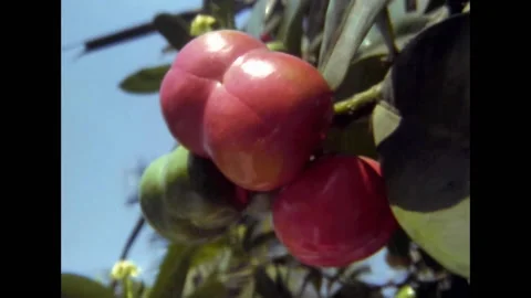 Mexico 1971: Red Fruit archival Stock Footage 166317199
