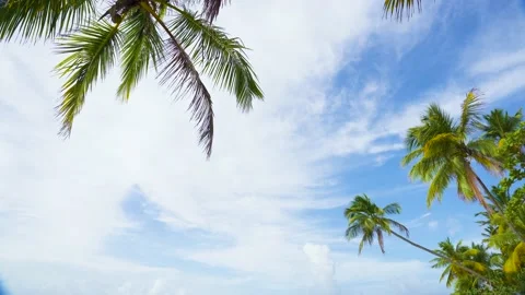 Mexico beach, palms in the sky background. Tropical beach in summer sunny day Vidéo 134821639