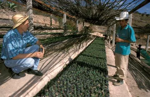 Mexico hispanic pine seedlings for project at Stock Photos