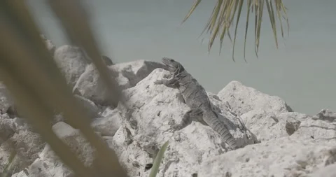 Mexico - Holbox - Iguana Stock Footage 254568959