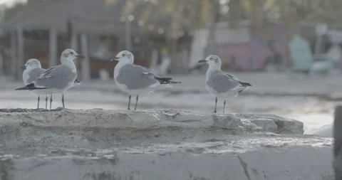 Mexico - Holbox - Seaguls Stock Footage 254564963