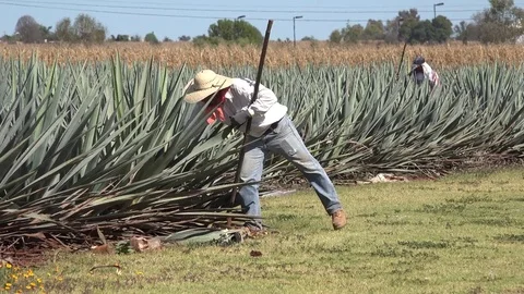 Mexico Jalisco worker pulls out agave plant Stock Footage