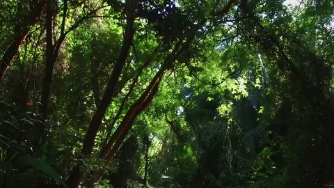 Mexico Jungle Walk Video stock 85400313