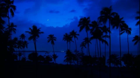 Mexico Nighttime Palms Stock Footage 43386989