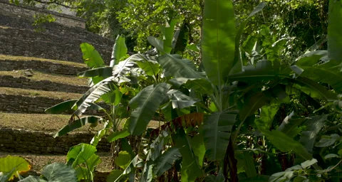 Mexico Palms in Pallenque Video stock 211466786