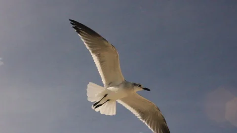 Mexico, seagulls in flight Stock Footage 94678231