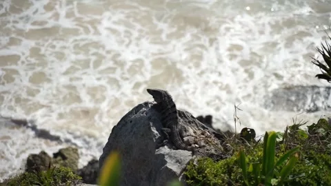 Mexico - Tulum Archaeological Zone - lizard and the caribbean sea Stock Footage 233034991
